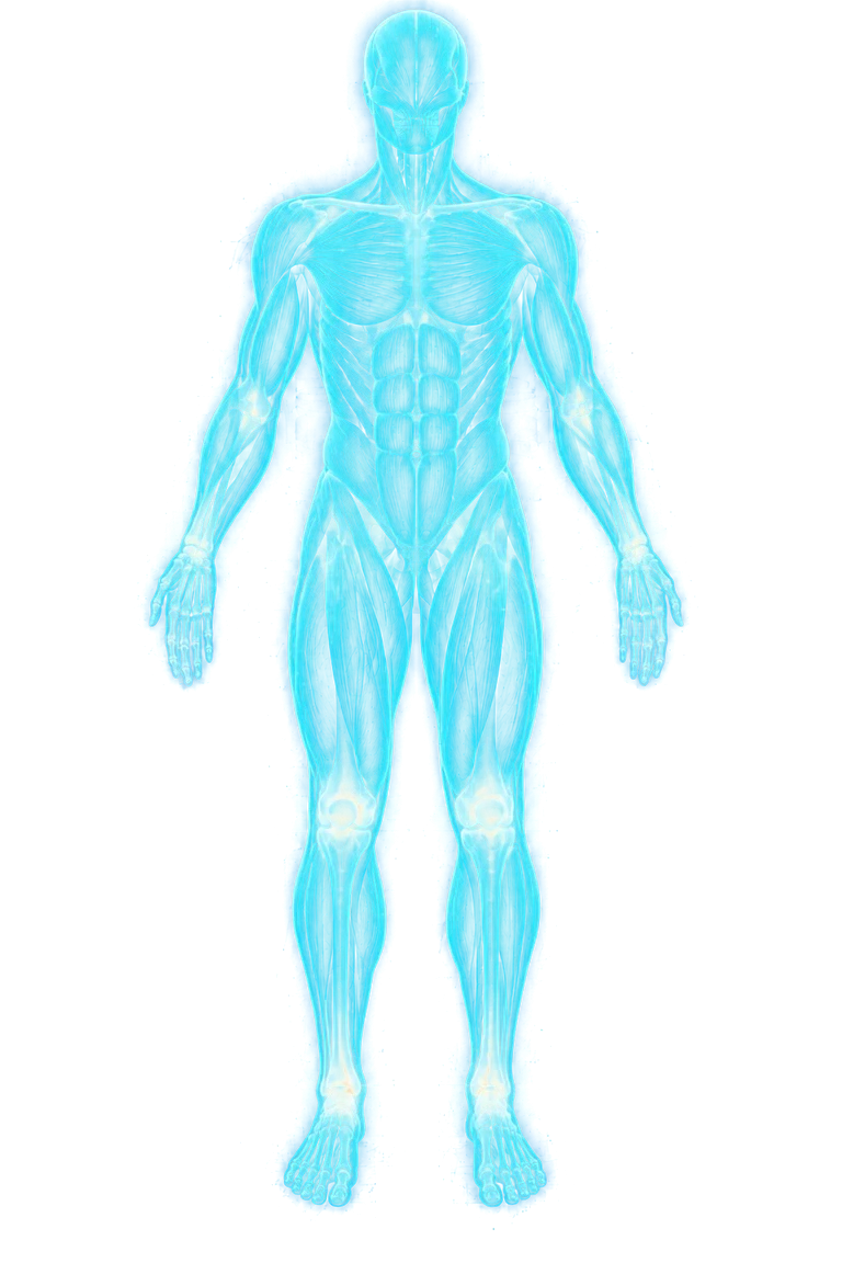 Hologram of the human muscular system