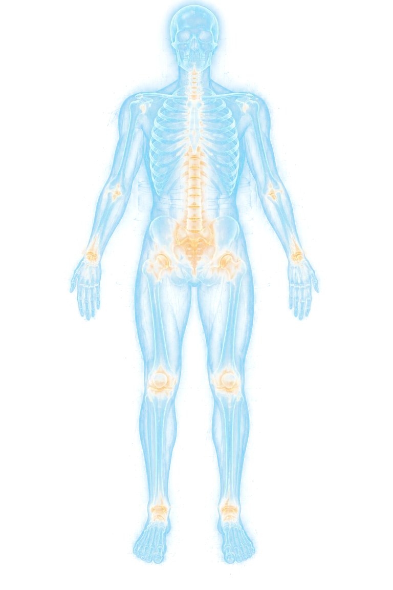Hologram of the human skeleton